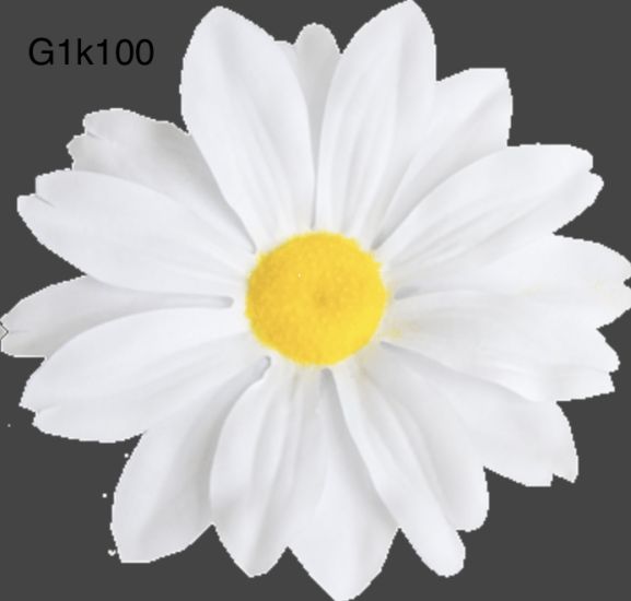 Гербера G1 нова