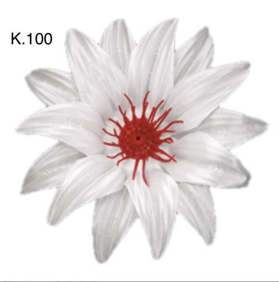 Крокус гострий д.125