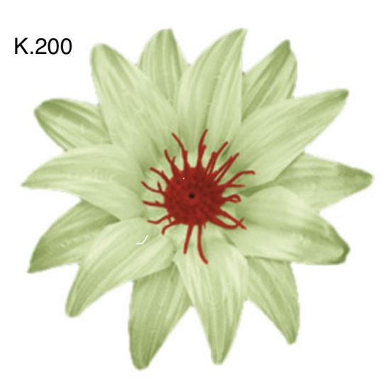 Крокус гострий д.125
