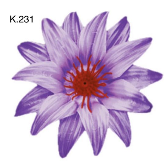 Крокус гострий д.125