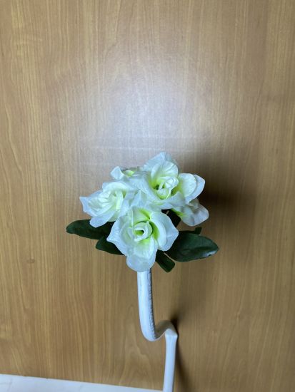 Бордюрні квіти Троянда VV0001910010